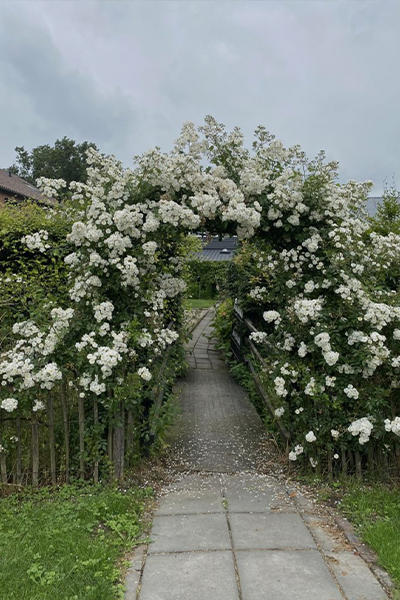 groene-omgeving