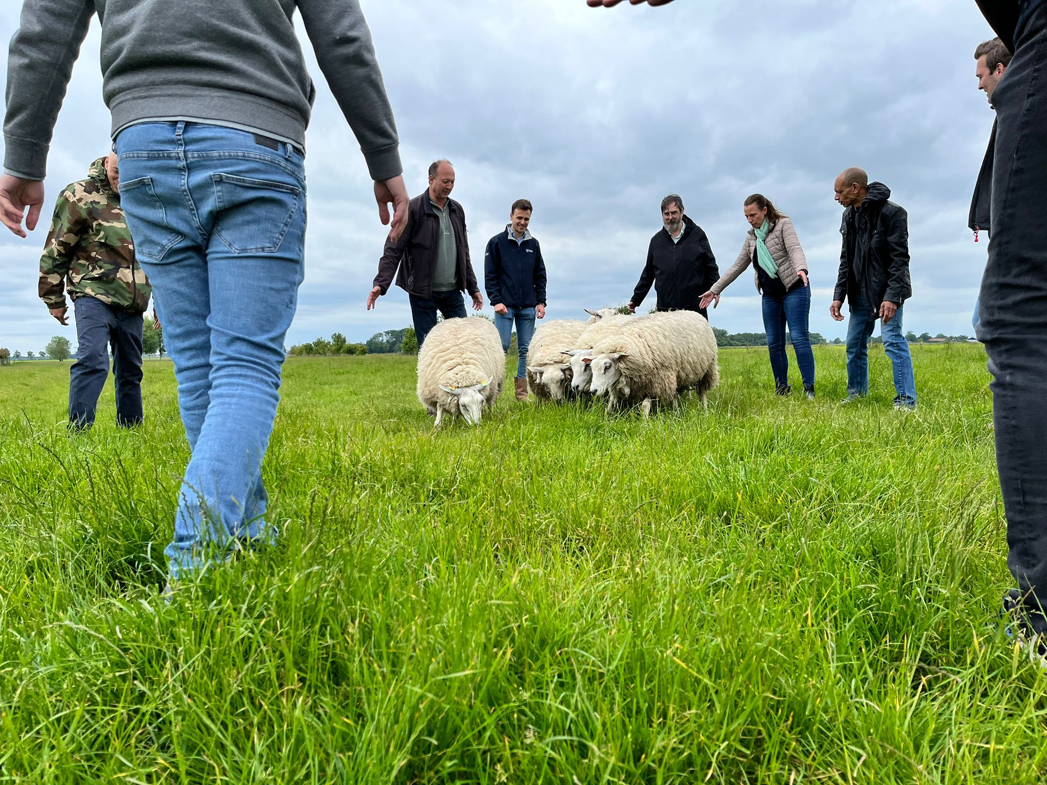 Workshop Schapendrijven